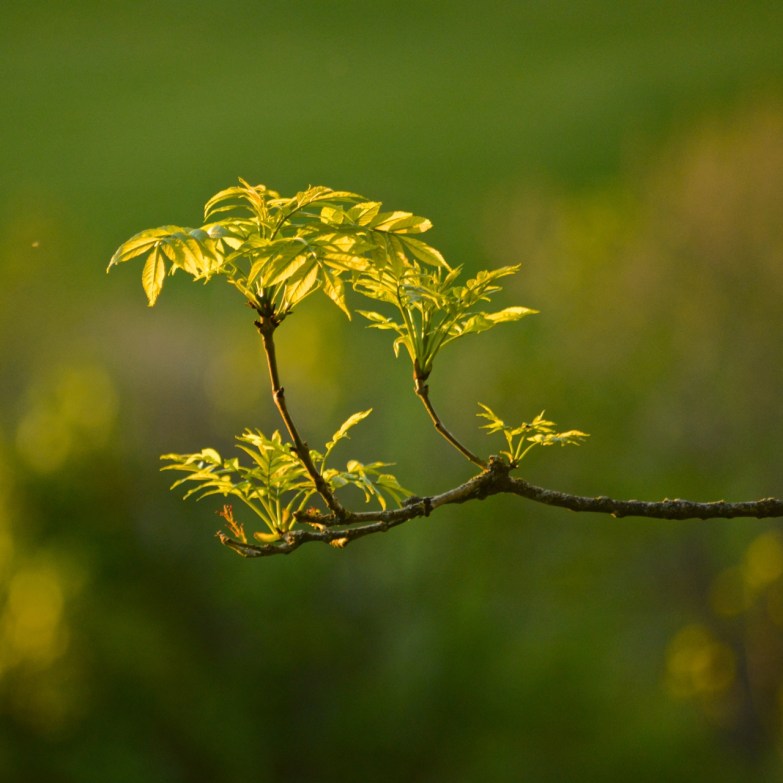 Ash Tree in light