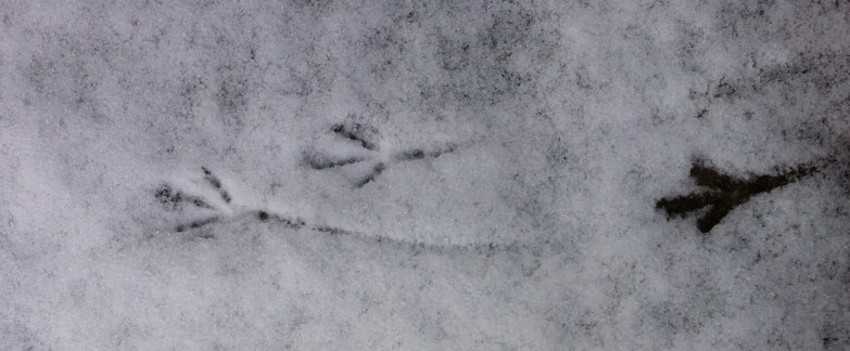 bird's footprints in snow