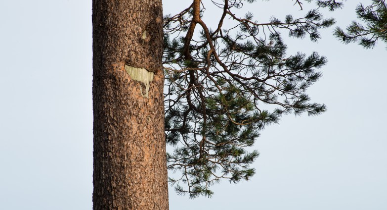 Glencoyne Pine Scarred Trunk