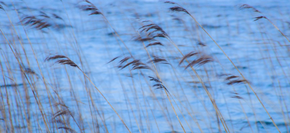 Sunbiggin Tarn Reeds