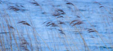Sunbiggin Tarn Reeds