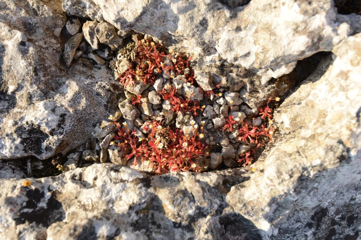limestone pavement plants