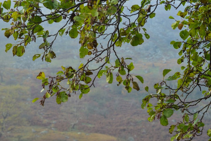 Looking through the leaves on an alder