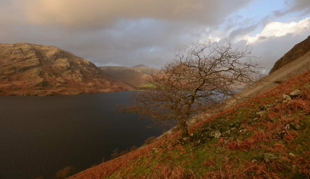 Wasdale Oak