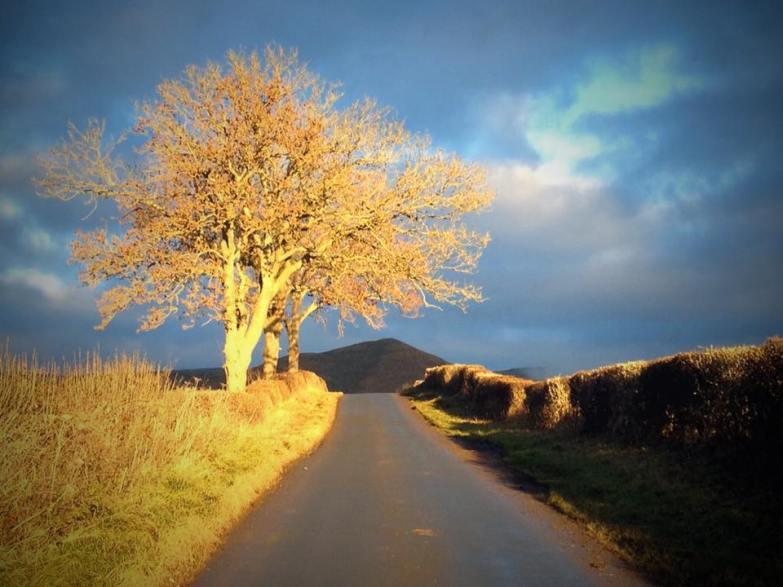 Dufton Tree Alex Jacob-Whitworth image