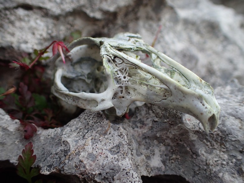 bird skull beneath the hawthorn