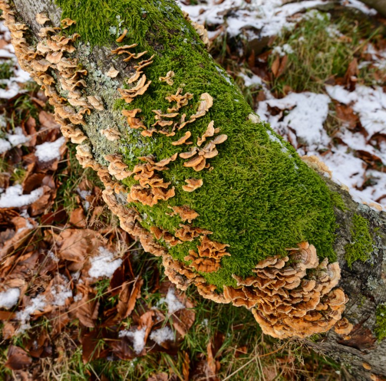 fungi on tree trunk