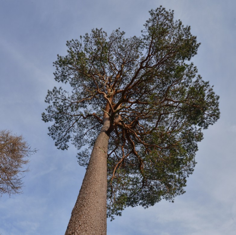 glencoyne pine whorls
