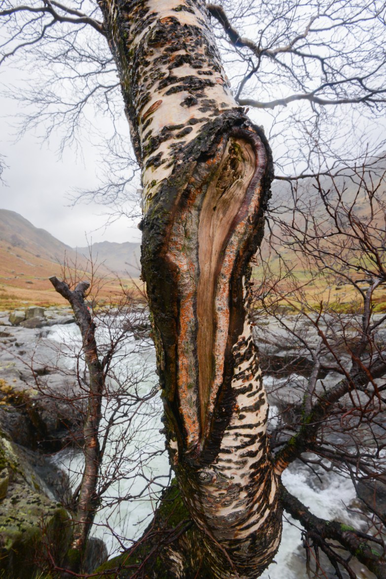 the Langstrath Birch