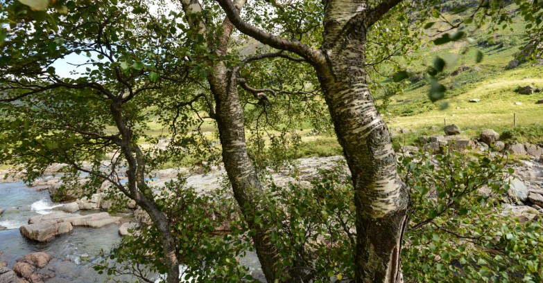 inside the Langstrath Birch