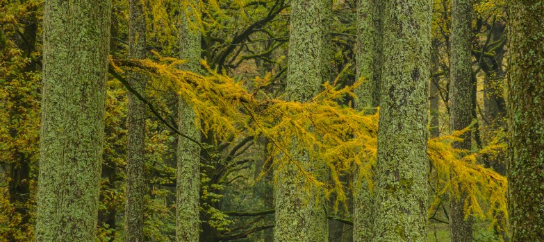 larch wood