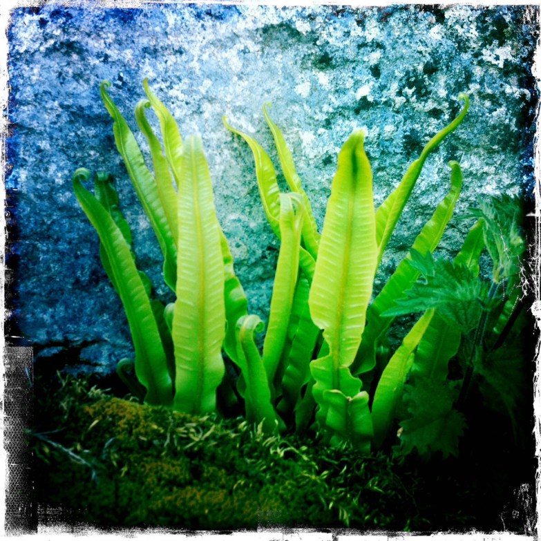 Harts tongue ferns, Little Asby