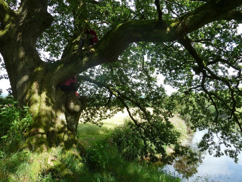 Tree image by Katy Ewing