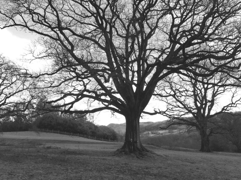 keith bamber 600 yr old oak tree