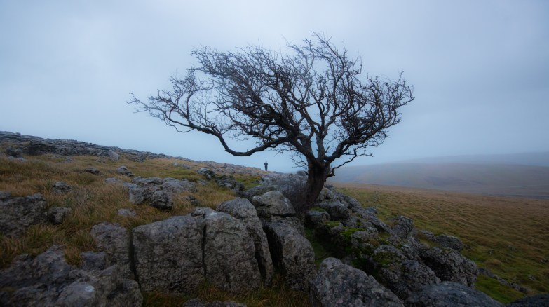 Little Asby Hawthorn, Limestone pavement