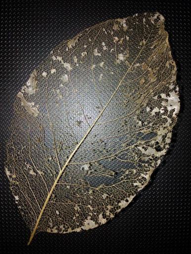 norman hadley leaf skeleton