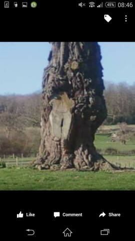 Upton pine 2 (Amanda Drake)