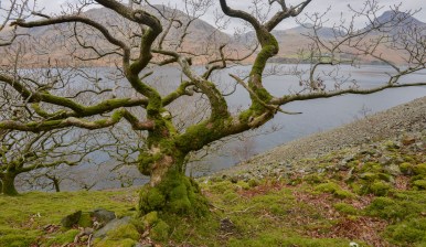 ancient oak woodland, wasdale