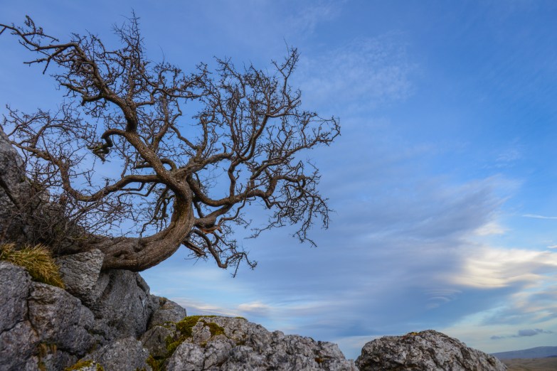 beneath the Little Asby Hawthorn