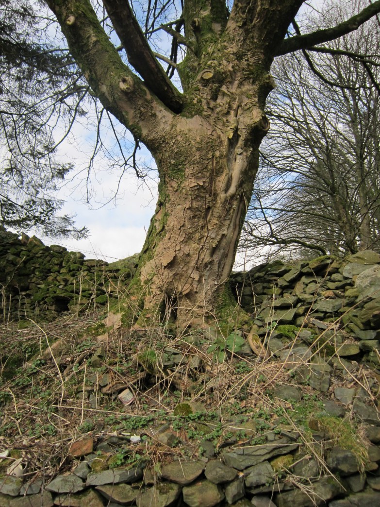 sycamore Kerry Derbishire