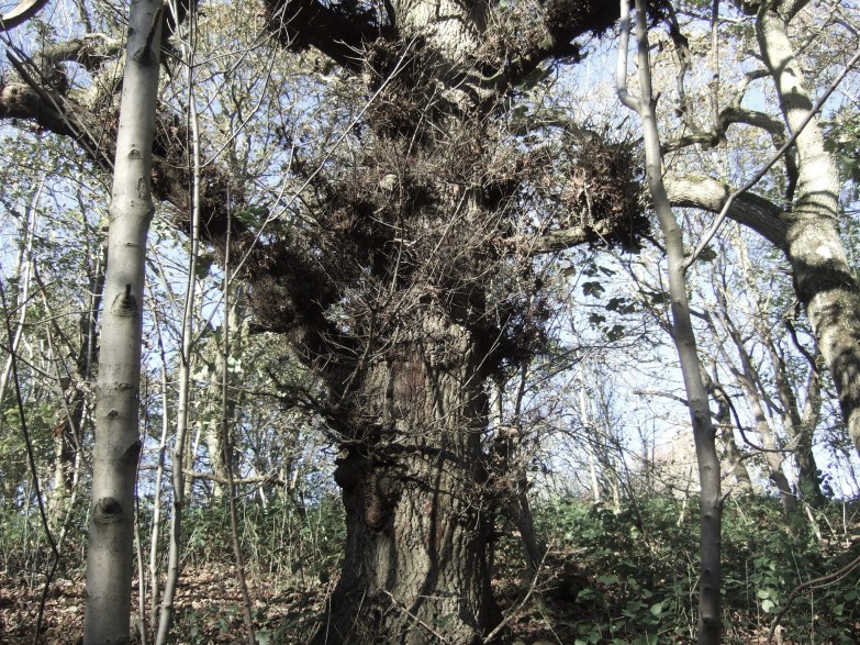 old oak - photo by jean atkin