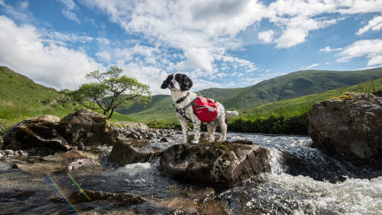 Guilly with his Ruffwear pack
