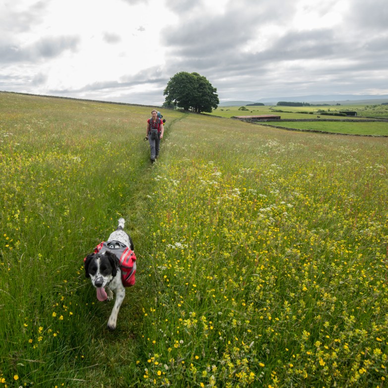 Ruffwear paniers on Guilly for the LIght Walk