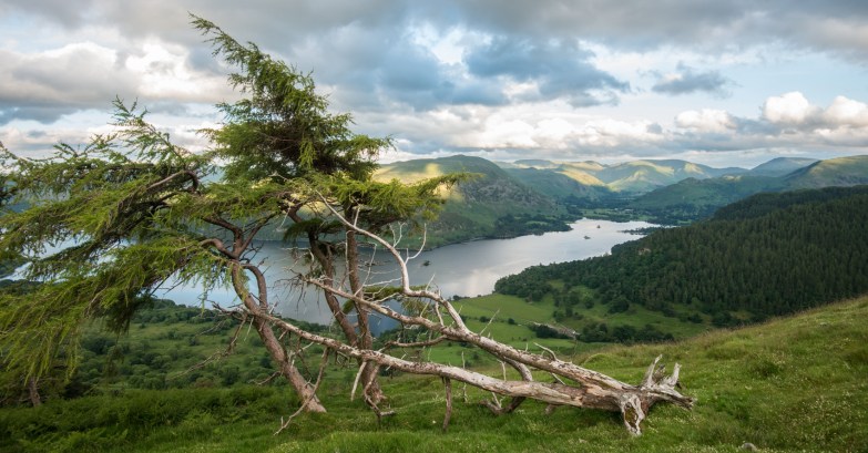 Defiant larches above Glencoyne