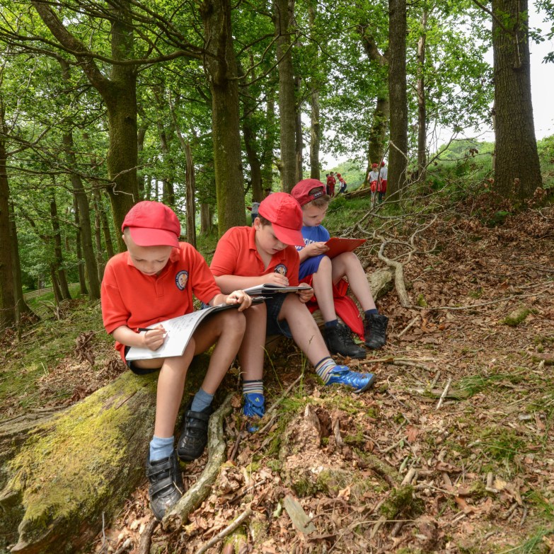 making notes in a Wasdale wood