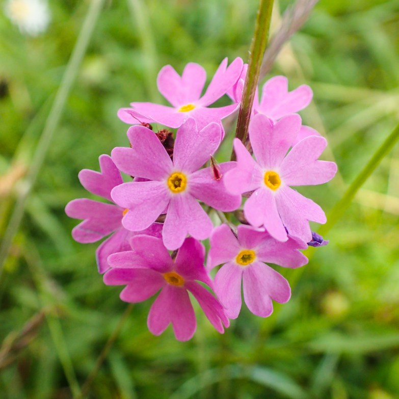 Bird's eye primrose