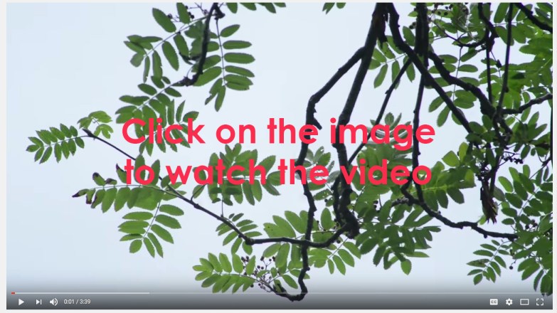 Staveley school video link