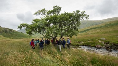 The Troutbeck Alder from The Long View
