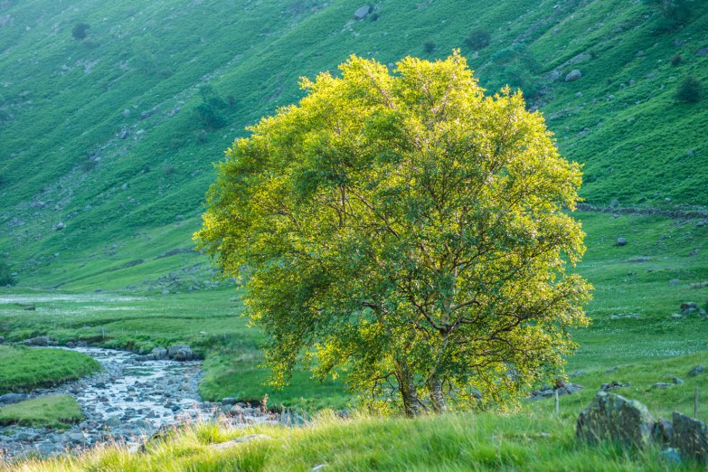 Langstrath Birch in summer