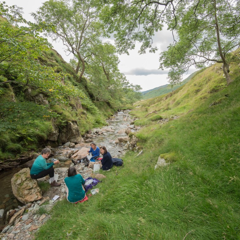 A grove of trees in Troutbeck Valley