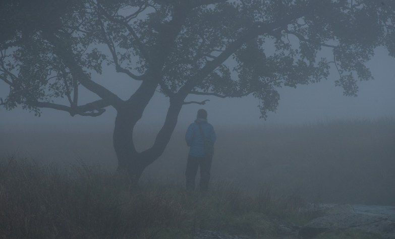 Troutbeck Alder in mist