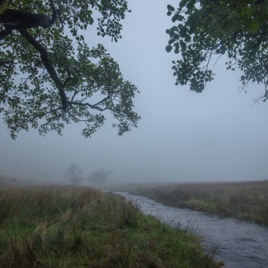 Looking out from beneath the Trout Beck Alder