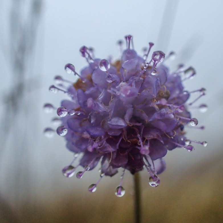 Scabious in mist, Troutbeck Valley