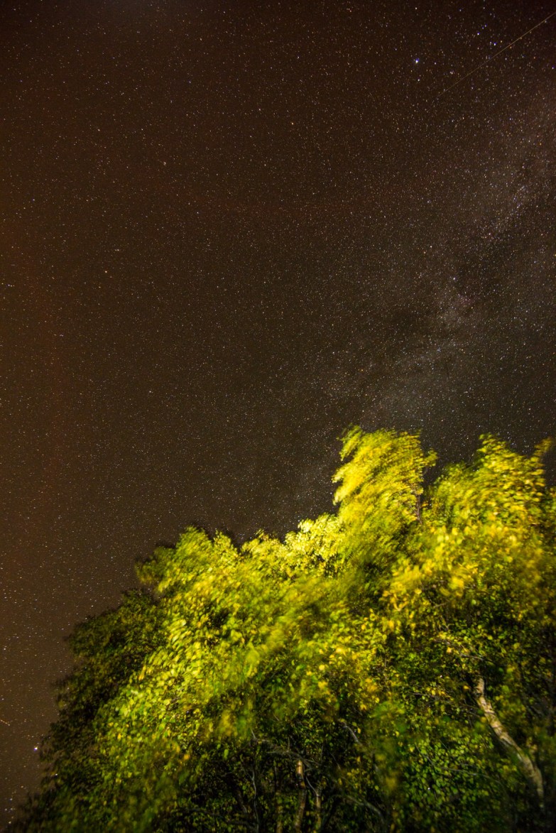 beneath the tree - stars