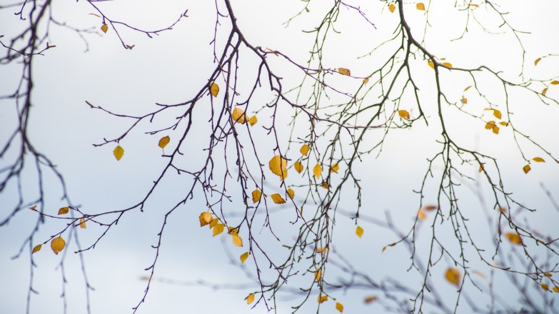 Autumn Birch Leaves, Langstrath Birch, Borrowdale