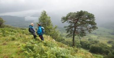 At the Glencoyne Pine