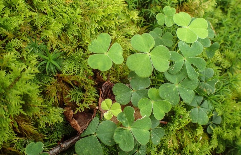 Wood sorrell on moss