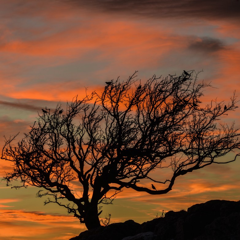 Fieldfares at the Little Asby Hawthorn