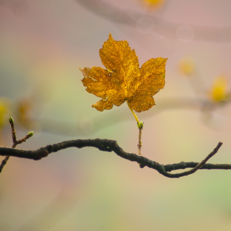 Last of the leaves on the Under Helm Sycamore