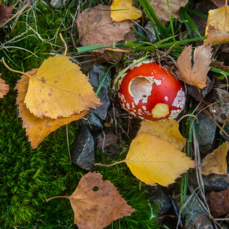 Fungi beneath a birch