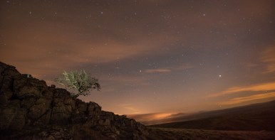 stars at the Little Asby Hawthorn