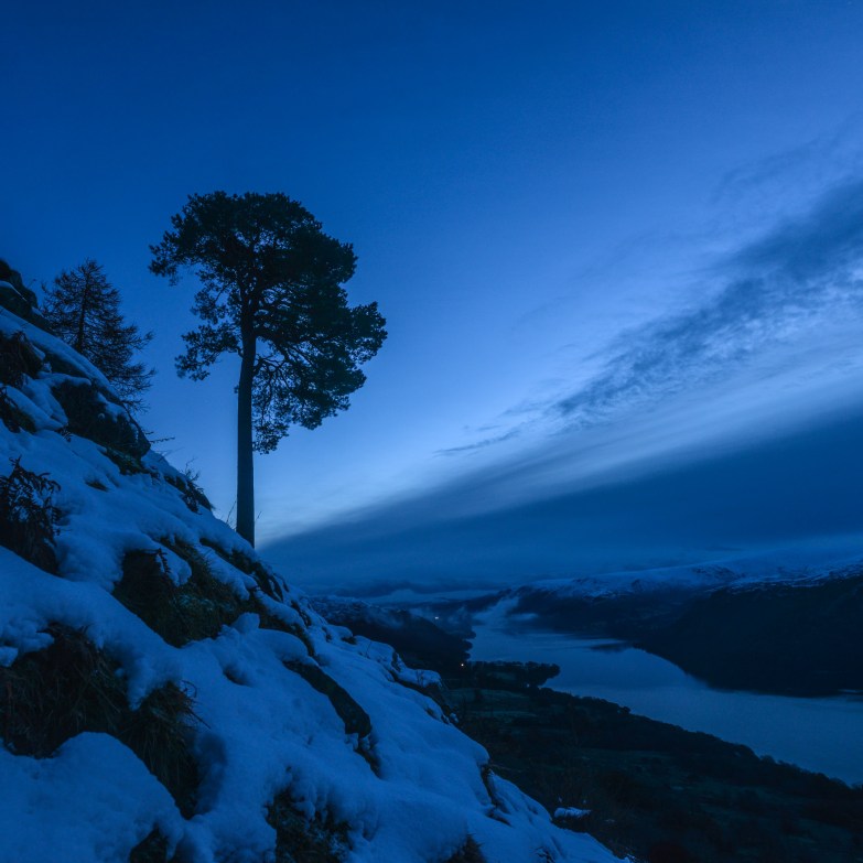 Glencoyne Pine at Dawn