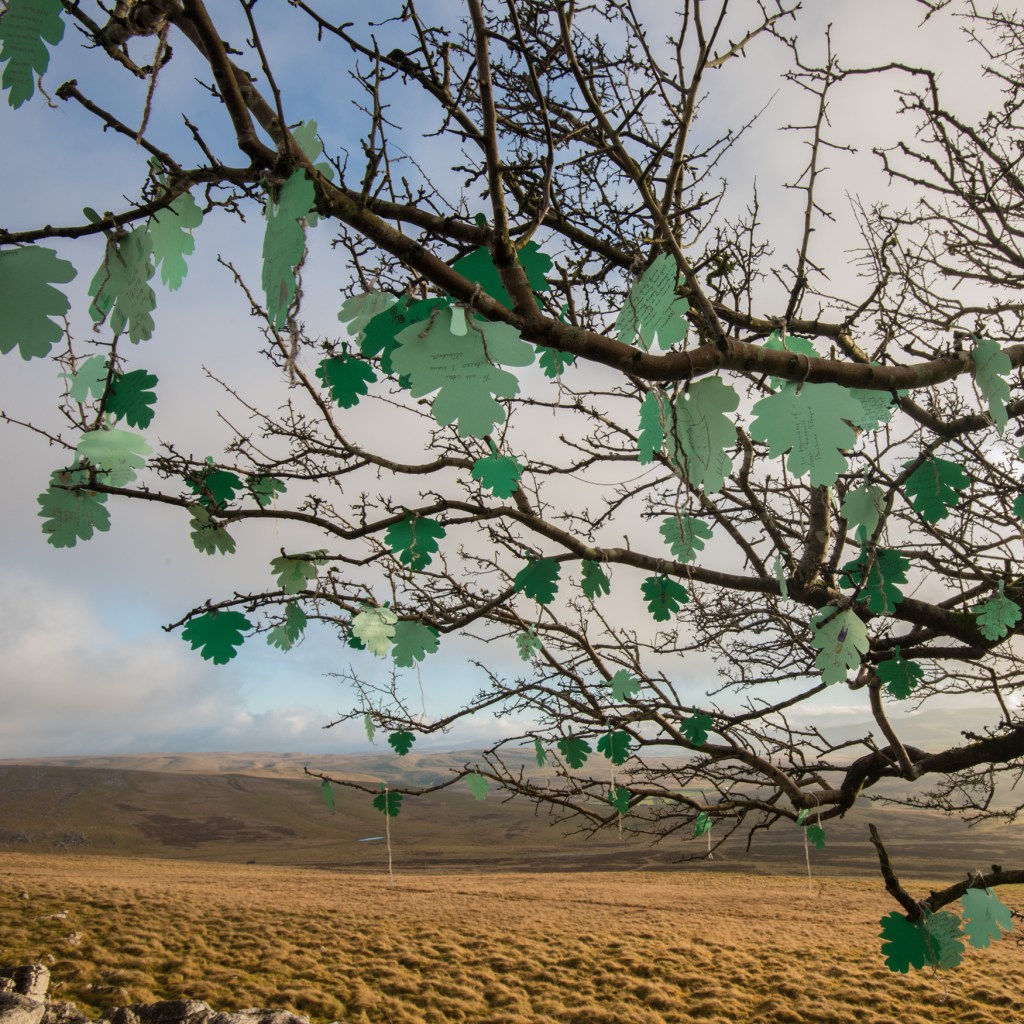 leaves on the Little Asby Hawthorn