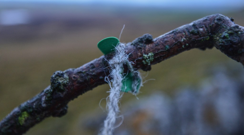 torn leaf, herdwick wool left