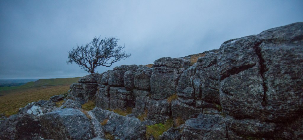 after the leaves have gone