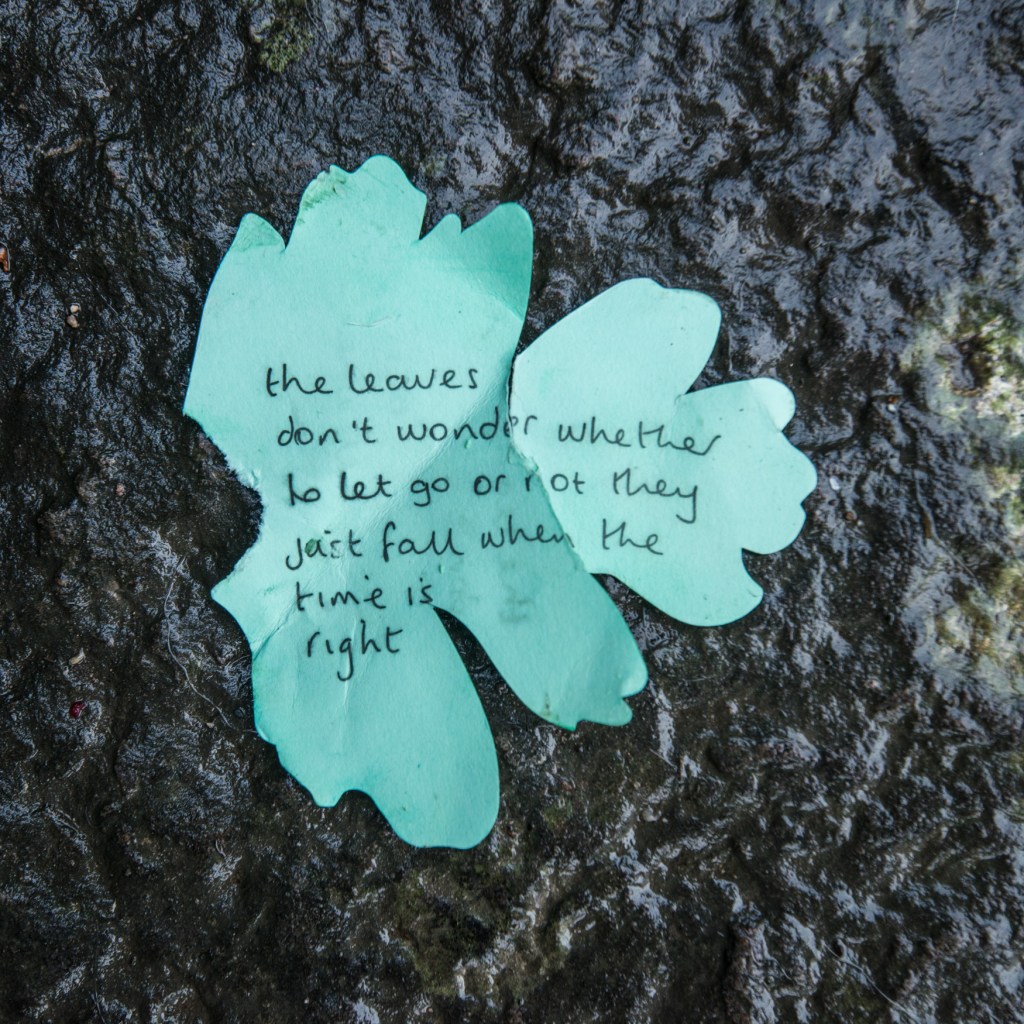 the leaves don't wonder